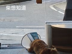 -是阿柴呀！柴犬咖啡·爱喵喵猫咖