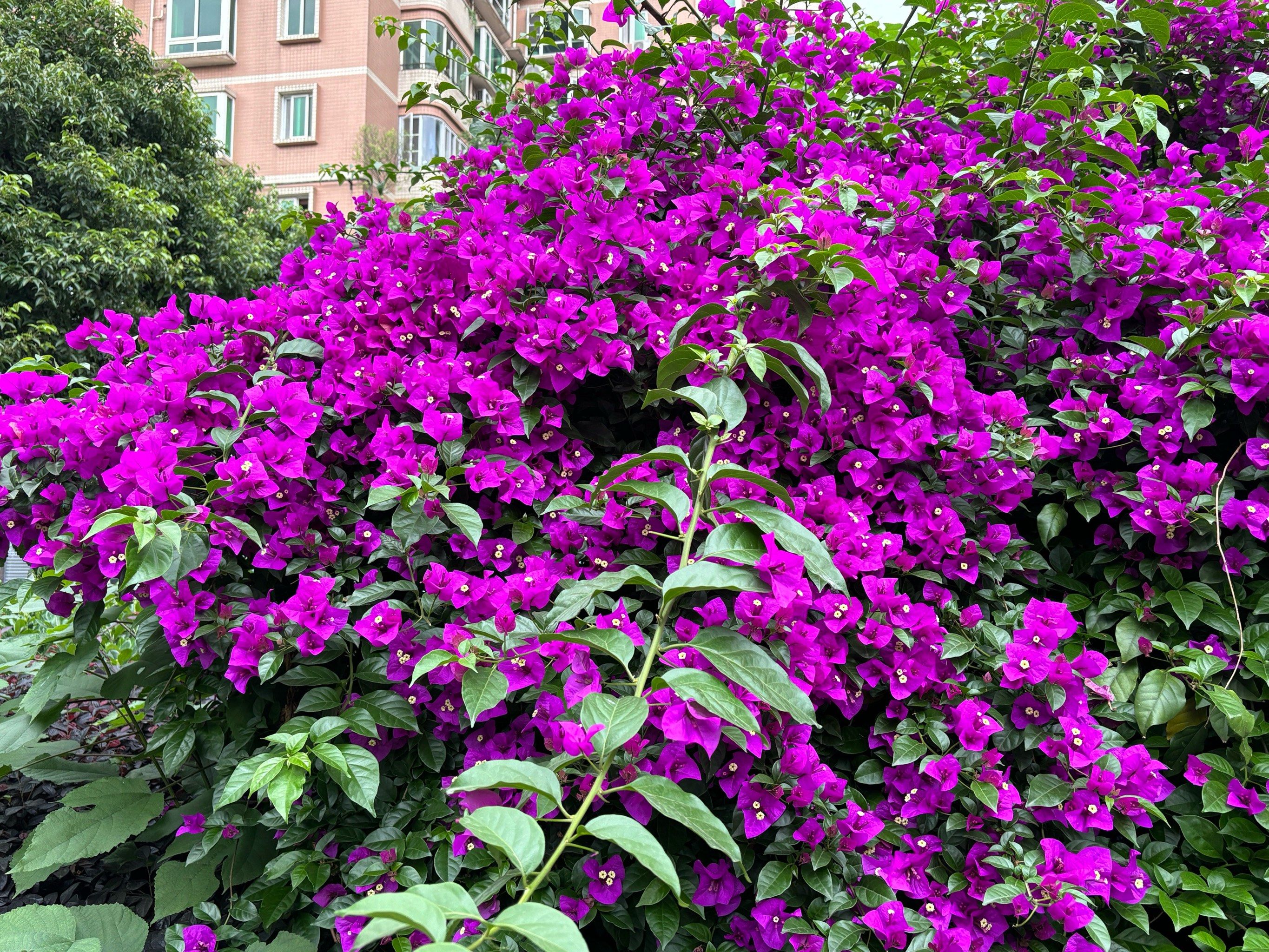 盛开花朵的美景