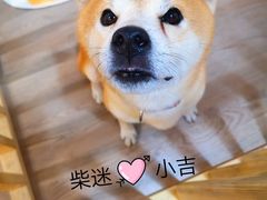 -柴迷FANS CLUB·柴犬狗咖·猫咖