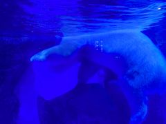 -上海海昌海洋公园-冰山北极馆