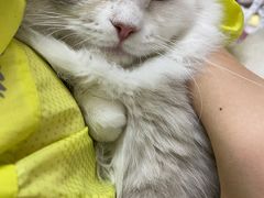 -lincat·猫舍(广州店)