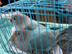 -爱侣宠医·鹦鹉专科·小型哺乳类·异宠专科(灵石路店)