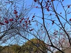 -无锡梅园公园