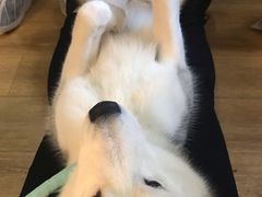 -Husky Go! 哈士奇体验馆·宠物咖啡厅狗咖