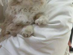 -艾贝尔宠物医院 ·内科全科(梁溪路店)