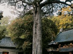 -青岛崂山太清宫