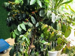 -后谷咖啡(建设巷店)