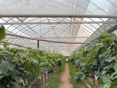 -马陆小张葡萄园农家乐