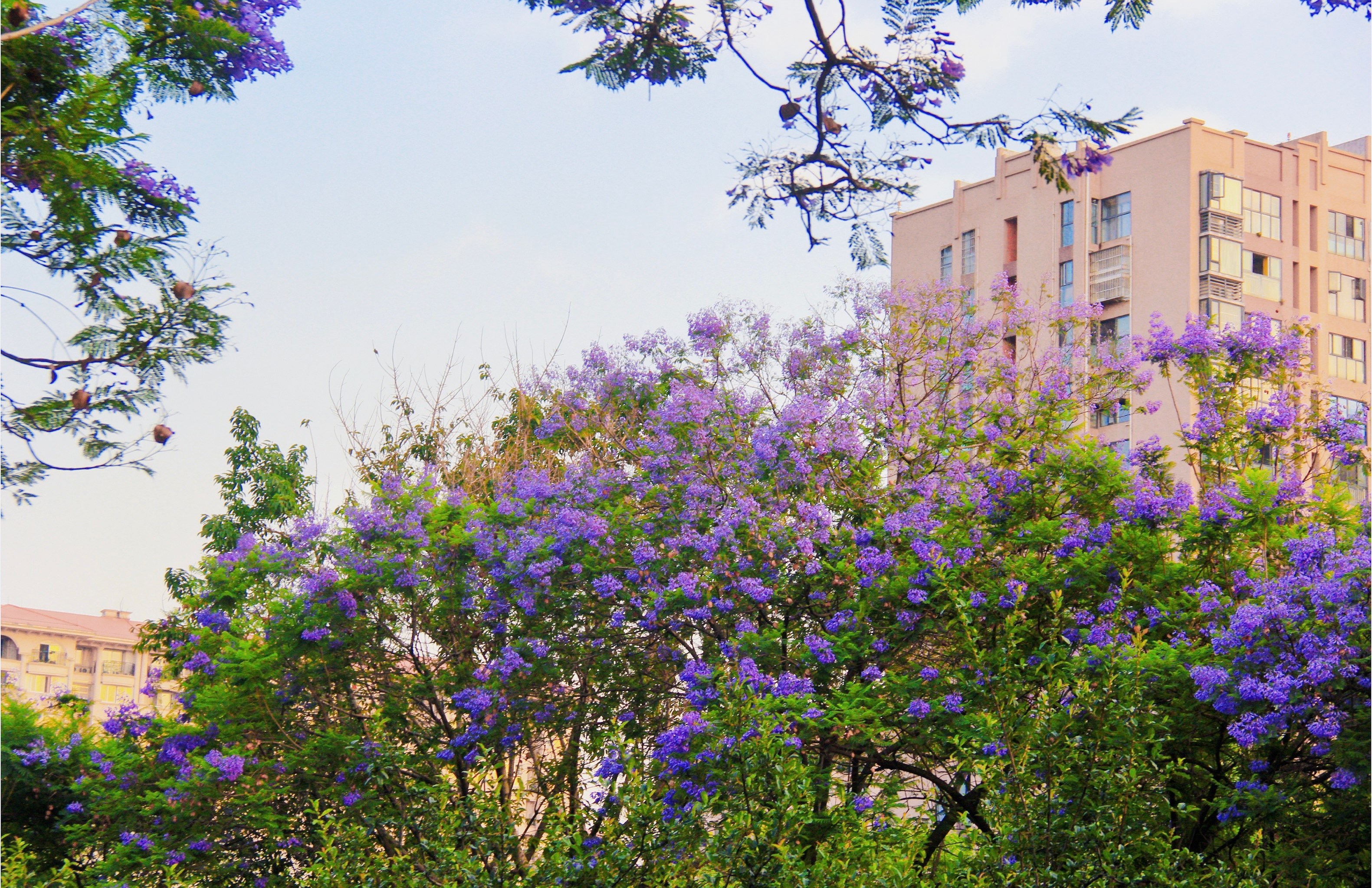 救命🆘|武晋路蓝花楹也太好拍了吧