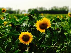 -艾溪湖湿地公园