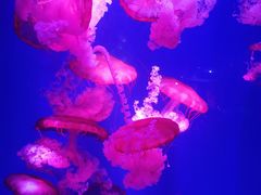 -海合安青岛极地海洋公园