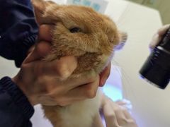 -北京观赏动物医院·24小时大型综合·猫专科·异宠专科