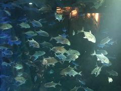 -成都浩海立方海洋公园