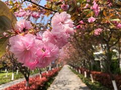 -高东镇樱花园