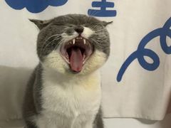 -御宝贝·A梦猫科宠物医院(国际猫友好医院)