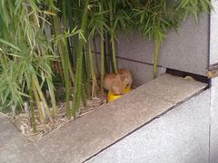 201405192022-金陵图书馆