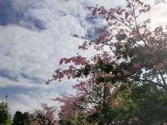-东莞植物园