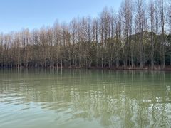 -上海海湾国家森林公园