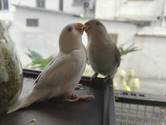 -吉丁鸟咖·异宠·寄养