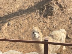 -石家庄市动物园