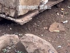 -昆明动物园