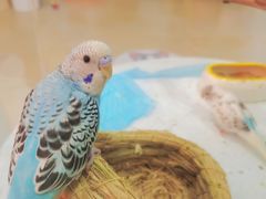 -喵宠乐园·撸猫互动·猫舍