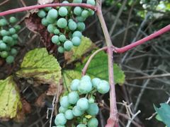 -鲁山国家森林公园