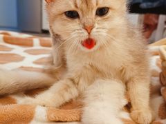 -东方名猫馆·英短金渐层布偶猫舍(环线广场1号楼店)