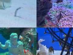 -海合安武汉极地海洋公园