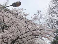 -武汉大学-樱园