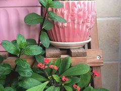 -龙大花卉苗木市场