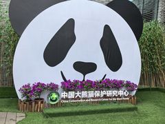 -都江堰中华大熊猫苑