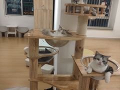-有喵·猫咖·狗咖·30几只猫10只小狗(岗厦店)