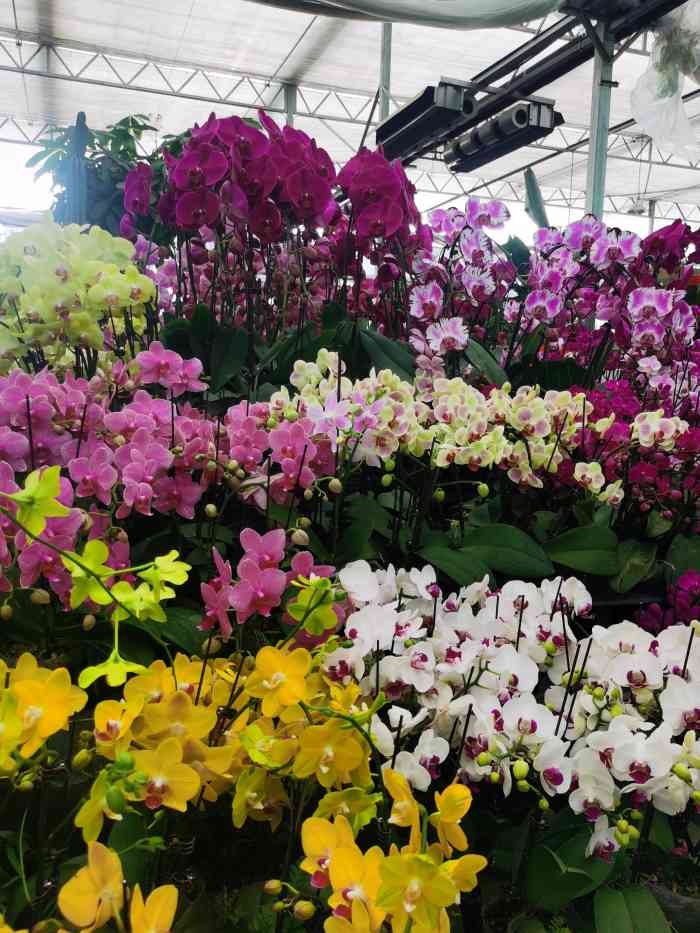 金地花卉大观园嘉茂鑫源绿植鲜花