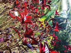 -中国科学院西双版纳热带植物园