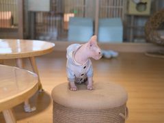 -猫腻·猫咖·撸猫馆(星光大道店)