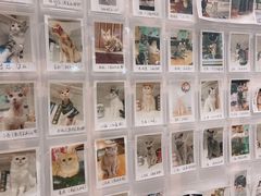 -猫小院猫主题餐厅(三里屯店)
