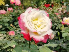 -人民公园(罗湖区)