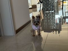 -伟伟宠物医院·CT影像中心·瑞派犬猫综合性门诊(汉口总院)