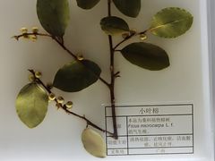 -广东中医药博物馆