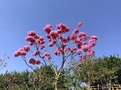 -广州莲花山旅游区