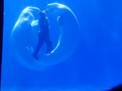 -多彩贵州城极地海洋世界