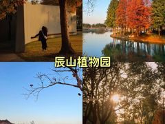 -上海共青森林公园
