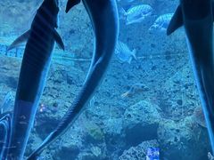 -左海海底世界