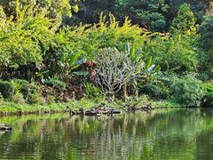 -深圳仙湖植物园