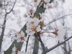 -龙坞茶村