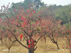 -南国桃园旅游度假区