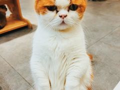 -飞行喵MR PILOT|猫舍·猫咖(静安大融城店)