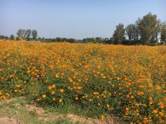 -北京东方普罗旺斯薰衣草庄园