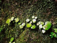 -五女峰国家森林公园